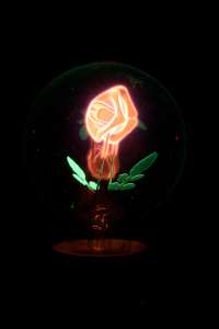 Picture of a rose decorative lamp when AC powered. (click to enlarge)
