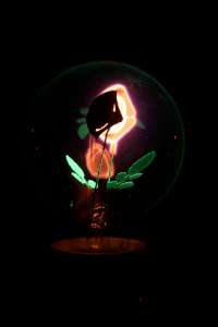 Picture of a rose decorative lamp when DC powered. Please remark that only one electrode glows pink, but both leaves glow green. (click to enlarge)